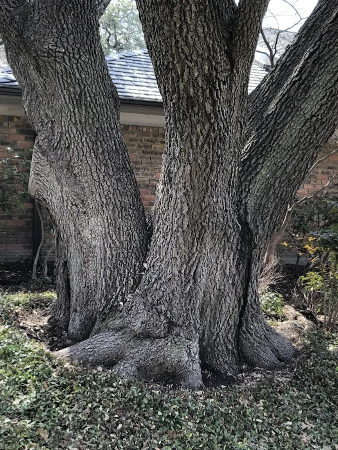 Mature heritage tree close to a Cumberland property cared for by certified arborists
